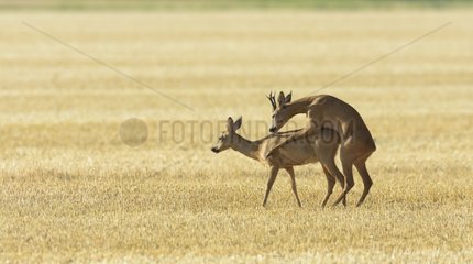 Western Roe Deers (Capreolus capreolus)  Mating  Roebuck  Hesse  Germany  Europe