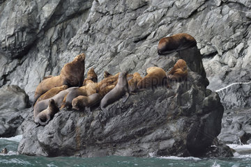 Steller sea lions ( Eumetopias jubatus) on the shore  Valdez  Alaska