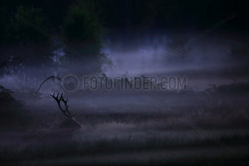 Old Red deer (Cervus elaphus) lying in the mist before morning  Ardennes  Belgium