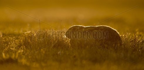 Brown hare (Lepus europaeus) Brown hare laying in a meadow at sunset  England  Winter