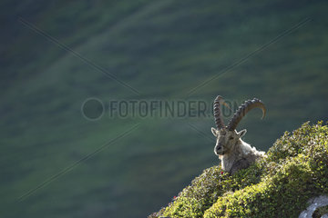 Alpine Ibex (Capra ibex) male at rest  Alps   Switzerland.