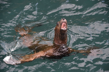 Steller sea lion ( Eumetopias jubatus) in water  Valdez  Alaska