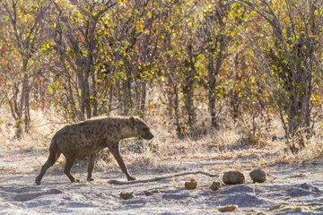 Botswana  Khwai River game reserve  spotted hyena (Crocuta crocuta)