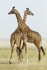 Kenya  Masai-Mara Game Reserve  Girafe masai (Giraffa camelopardalis)  males
