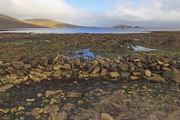 Fish trap at low tide - Falkland Islands