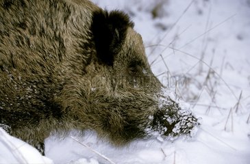 Wild female sow searcihng for food in the snow