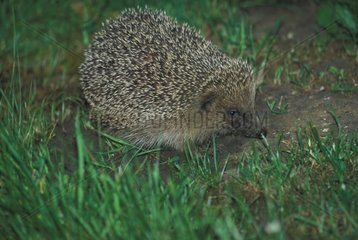 Western european hedgehog