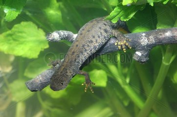 Female Northern Crested Newt on a branch France
