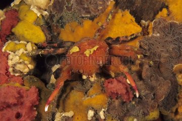 Spider Crab South-Australia