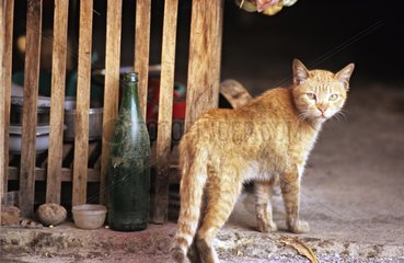 Faszinierte Katze  die sich selbst Burma dreht