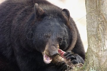 Amerikanischer Schwarzbär verschlingt eine Charognethoiry France
