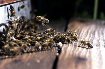 Bienen im Flug  die am Eingang zum Belfort -Bienenstock ankommen