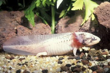 Portrait d'Axolotl