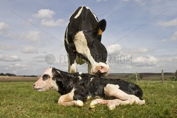 Holstein Kuh leckt ihr Neugeborenes für das Trocken