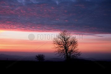 Bäume Silhouetten bei Sunrise Auvergne Frankreich