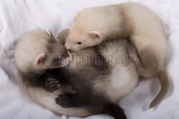 Young Ferrets of 6-7 weeks playing France