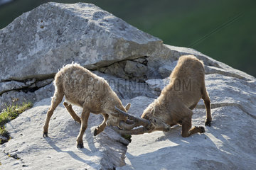 Young Ibex ( Capra ibex) male playing fighting between males  Alps   Switzerland.