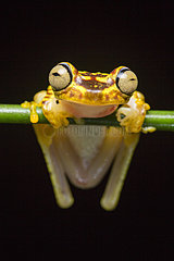 Imbabura tree frog (Hypsiboas picturatus)  Chocó colombiano  Ecuador