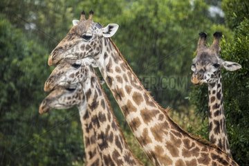 Kenya  Masai-Mara Game Reserve  Girafe masai (Giraffa camelopardalis)  under the rain