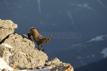 Young Alpine Ibex (Capra ibex) male going down  Valais Alps  Switzerland;