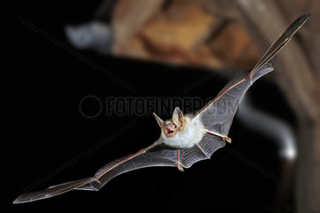 Mouse-eared bat (Myotis myotis) in night city in flight  France