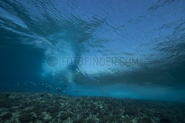 Surf on the reef at the entrance to Tiputa pass   Rangiroa atoll   French Polynesia .