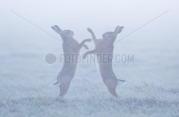 Brown hare (Lepus europaeus) Brown hare boxing in the mist on a frosty meadow  England  Winter