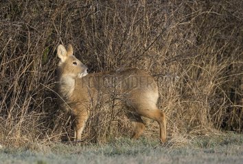 Chinese water deer (Hydropotes inermis) Deer standing in a hedge at sunrise  England  Winter