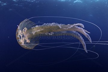 Mauve stinger jellyfish  Pelagia noctiluca  Santa Santa Maria Island  Azores  Portugal  Atlantic Ocean