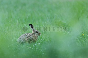European hare (Lepus europaeus) in grass   Ardennes   Belgium