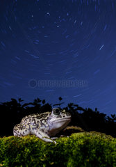 Western Spadefoot (Pelobates cultripes) under the stars rotated  Spain