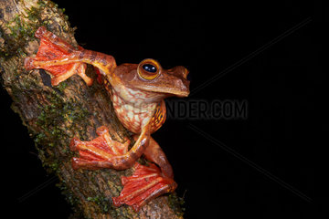 Halrequin Flying Frog (Rhacophorus pardalis). Borneo. Malaysia. Kubah national park. sarawak.