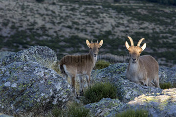 Spanish ibex (Capra pyrenaica) females on rock  Guadarrama National Park  Madrid  Spain