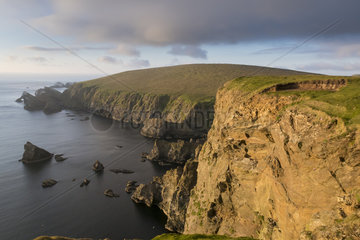 Cliff of Hermaness at spring  Shetland