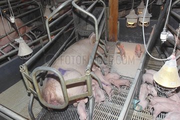 Lactating sow and piglets in a breeding pigs in Saint-Thonan  Brittany  France