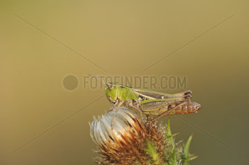 Stripe-winged Grasshopper on flower  Lorraine  France