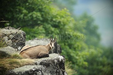 Alpine chamois (Rupicapra rupicapra ) lying on rock Honeck   Vosges  France