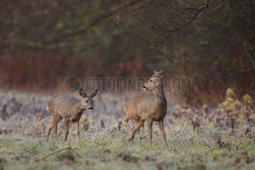 Roe deer (Capreolus capreolus) buck and female hedge exit - Alsace  France