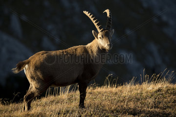 Alpine ibex (Capra ibex) male  Valais Alps  Switzerland.