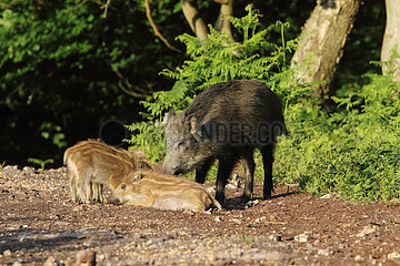 Eurasian wild boar (Sus scrofa)   female and young   Normandy  France