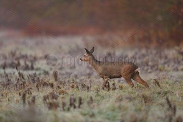 Roe deer (Capreolus capreolus) female listening in a cold morning - Alsace  France