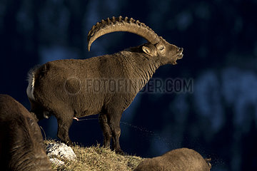 Alpine ibex (Capra ibex) male urinating in rut  Valais Alps  Switzerland.