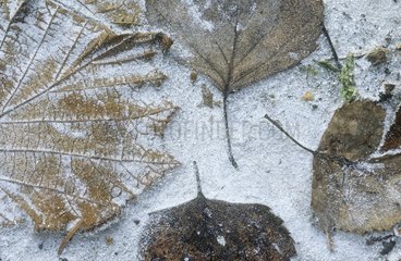 Tote Blätter am Sandval d'Sola Piedmont Italien