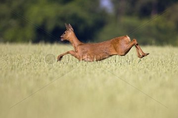 Roe Deer jumping in field of grain Champagne France