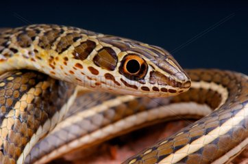 Portrait of Sand snake (Psammophis sibilans)  Egypt