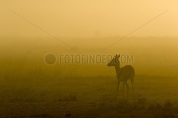 Kenya  Masai-Mara game reserve  Thomson's gazella (Gazella Thomsonii)  in the mist at dawn