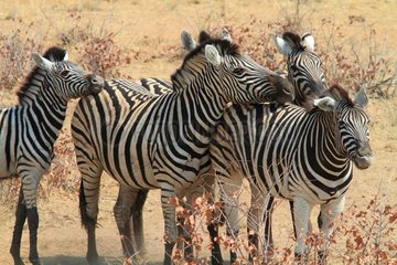 Burchell's zebra (Equus burchellii). Namibia