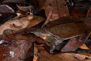 Malayan softshell turtle (Dogania subplana). Borneo. Malaysia. kubah national park. sarawak.