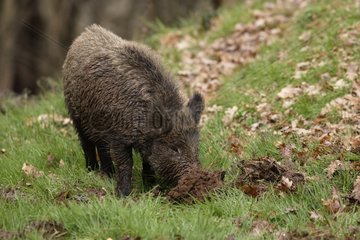 Wild boar looking for food Spain
