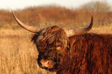Shetland Holland Variety Cow Varietie Niederlande